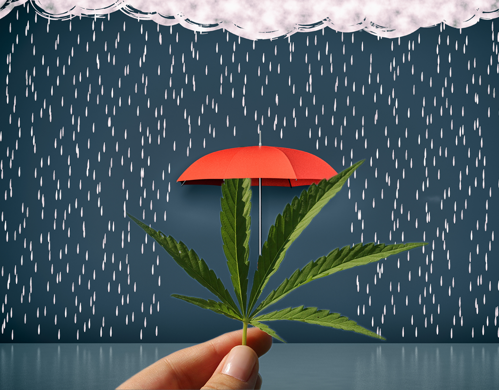 What is Cannabis Insurance?