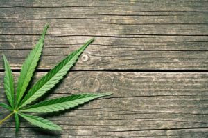 Do you need cannabis general liability insurance?