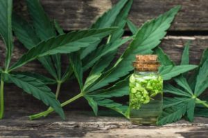 Do you need protective Cannabis Processor Insurance?